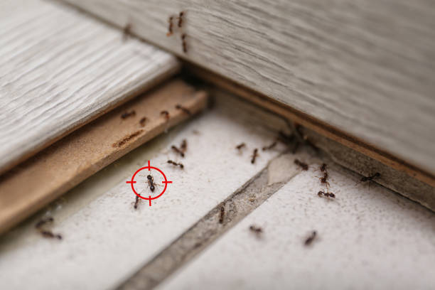 Best Ant Control Services  in Rossmoyne, OH