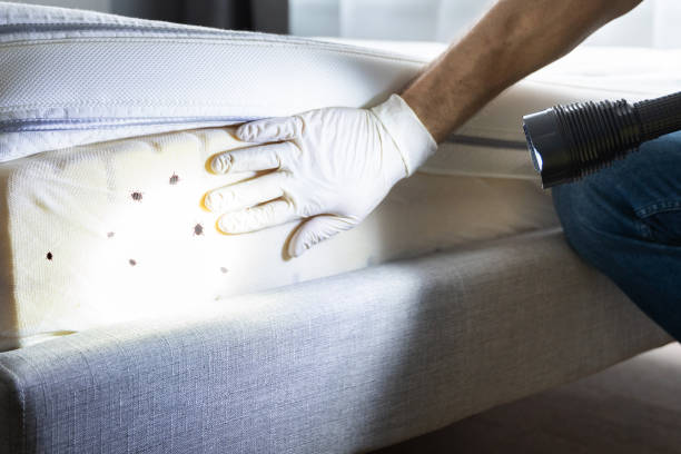 Flea Control Services in Rossmoyne, OH